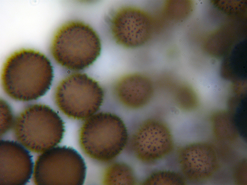 Lamproderma ovoideumechinulatum ?